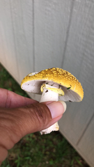 Amanita flavorubens