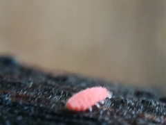 Bilobella braunerae