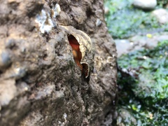 Pododesmus macrochisma