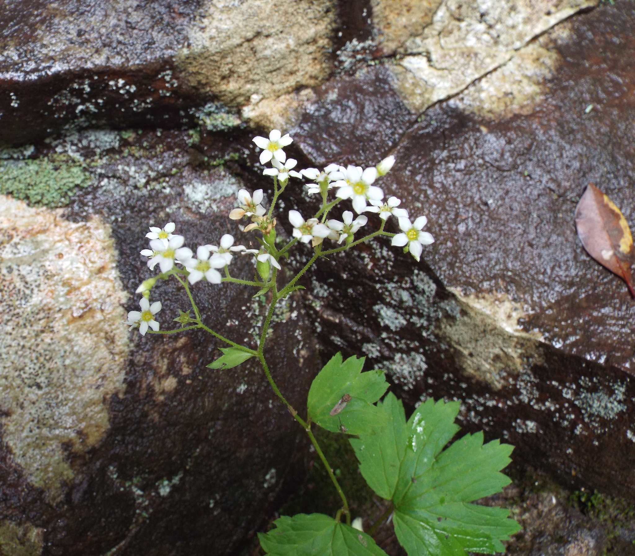 Boykinia aconitifolia