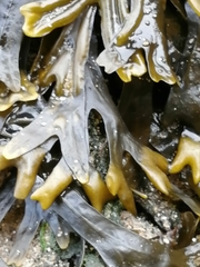 Fucus