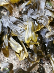 Fucus