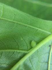 Dasineura collinsoniae