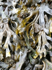 Fucus