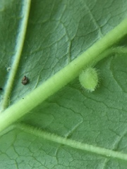 Dasineura collinsoniae