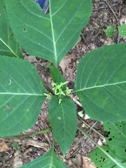 Dasineura collinsoniae