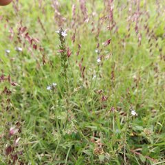 Verbena gracilis