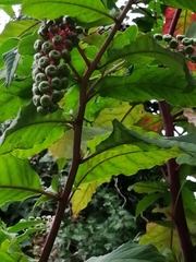 Phytolacca americana