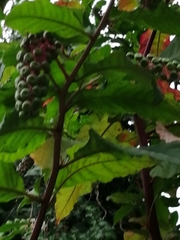 Phytolacca americana