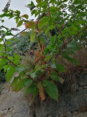 Phytolacca americana