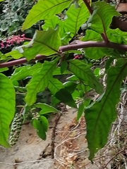Phytolacca americana