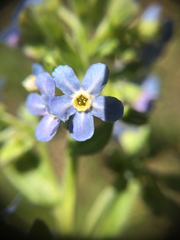 Hackelia velutina