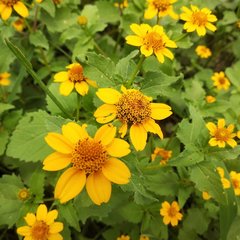 Heliopsis annua