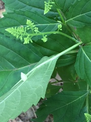 Dasineura collinsoniae