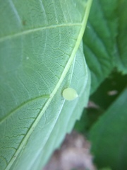 Dasineura collinsoniae