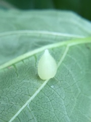 Dasineura collinsoniae