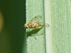 Chrysopilus modestus