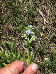 Hackelia velutina