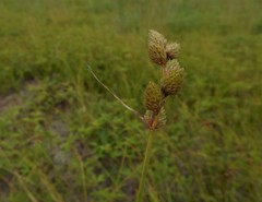Carex cumulata