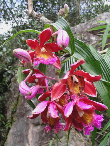 Sobralia dichotoma Ruiz & Pav.