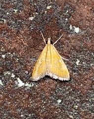 Xanthophysa psychicalis