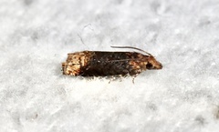 Eucosma ochroterminana