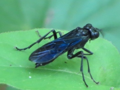 Macrophya