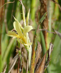 Canna glauca