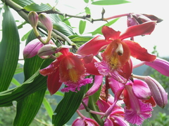 Sobralia dichotoma