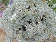 Artemisia pycnocephala