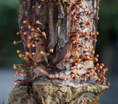 Nectria pseudotrichia