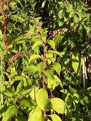 Phytolacca americana