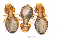 Philopterus