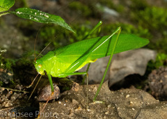 Holochlora nigrotympana