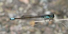 Ischnura damula