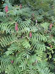 Rhus typhina
