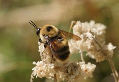 Bombus nevadensis