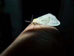 Leuculodes lacteolaria