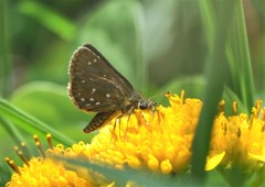 Piruna aea