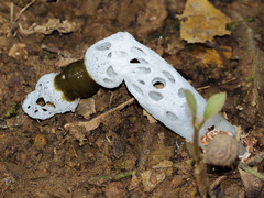 Staheliomyces cinctus