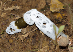 Staheliomyces cinctus