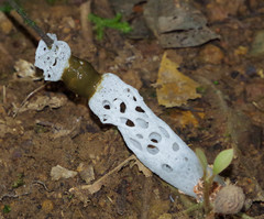 Staheliomyces cinctus