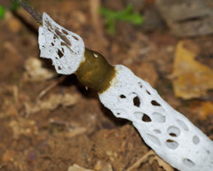 Staheliomyces cinctus