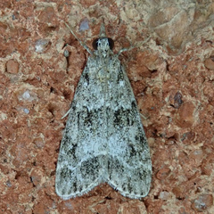 Eudonia lacustrata