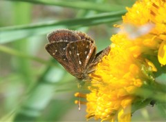 Piruna aea