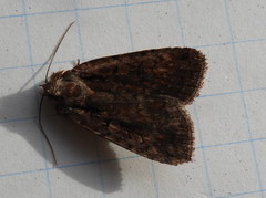 Eueretagrotis attentus