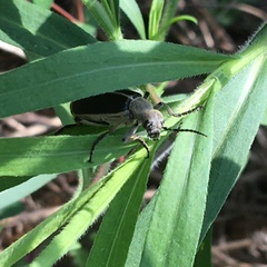 Epicauta cinerea-group