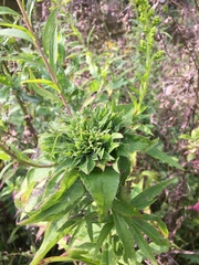 Rhopalomyia capitata