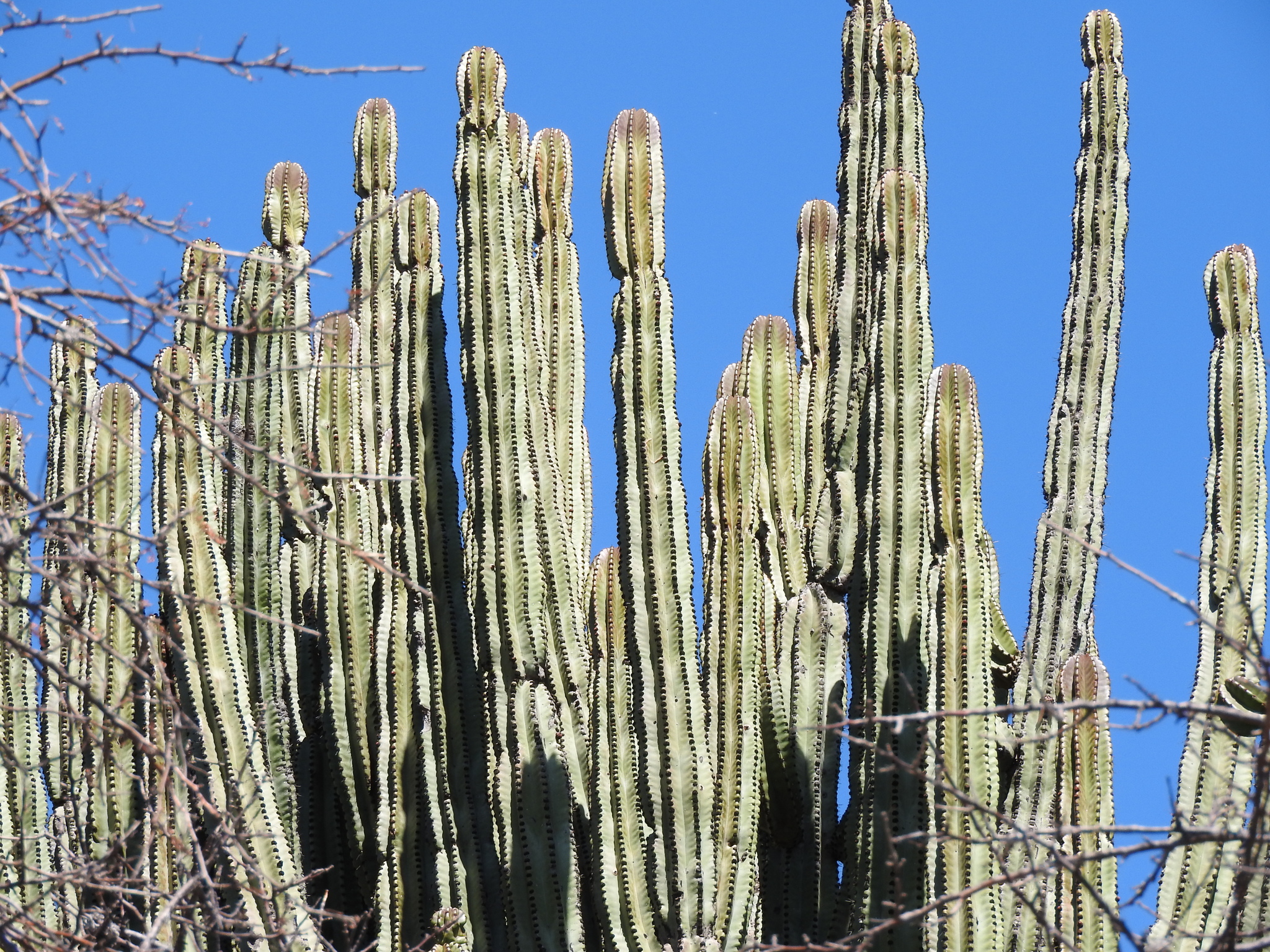 Pitaya de Queretaro (Stenocereus queretaroensis)  iNaturalist