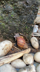 Asiomorpha coarctata